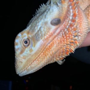 Meet your Posher, Jocelyn